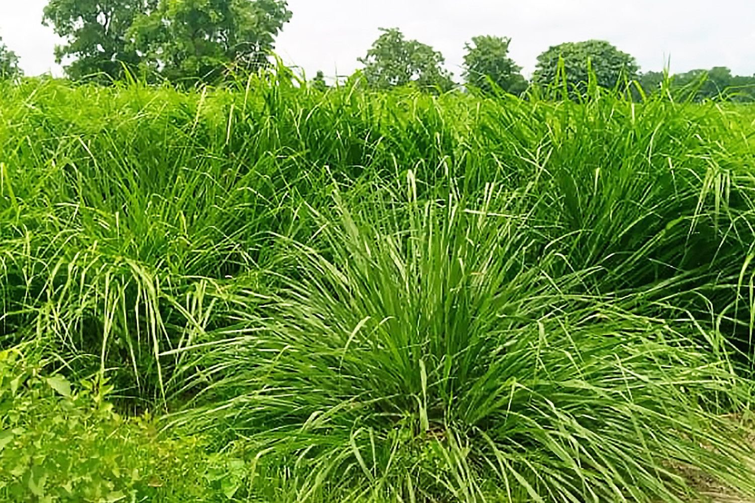 Production fourragère LELAL AGROPASTORAL