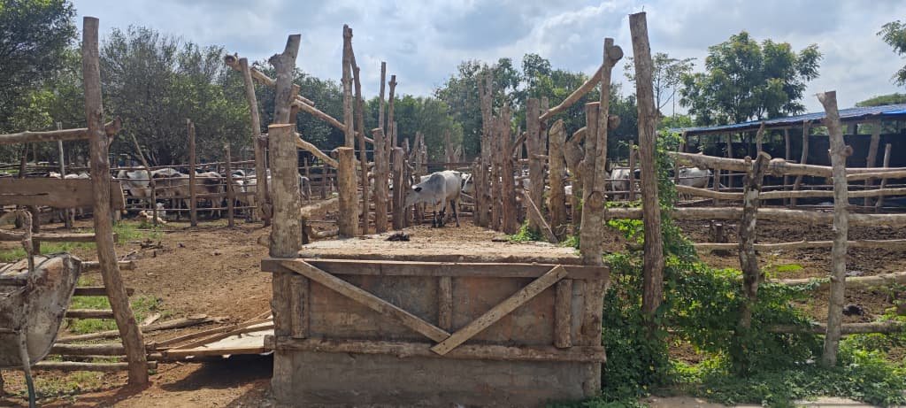 Ferme d'élevage bovin LELAL AGROPASTORAL