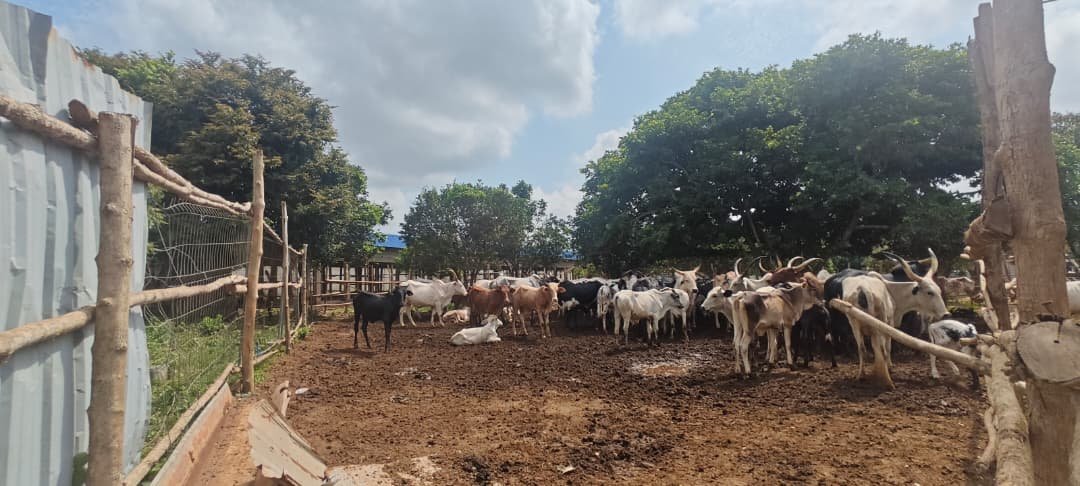 Élevage bovin LELAL AGROPASTORAL